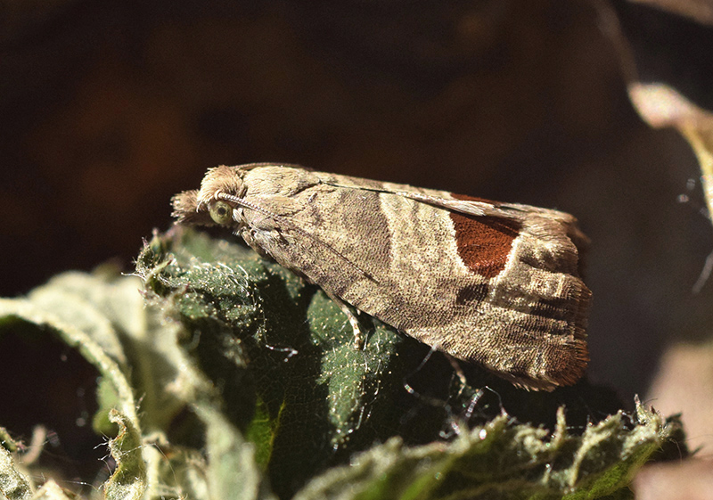 Notocelia uddmanniana - Tortricidae